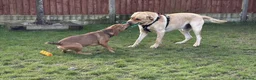 Mixed Breed dogs for adoption: Short Oso - Advert 6