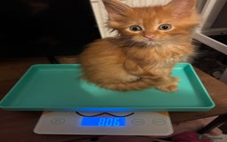 Maine Coon cats for sale: Ginger / tri colour pure Maine coon kittens  - Image 4
