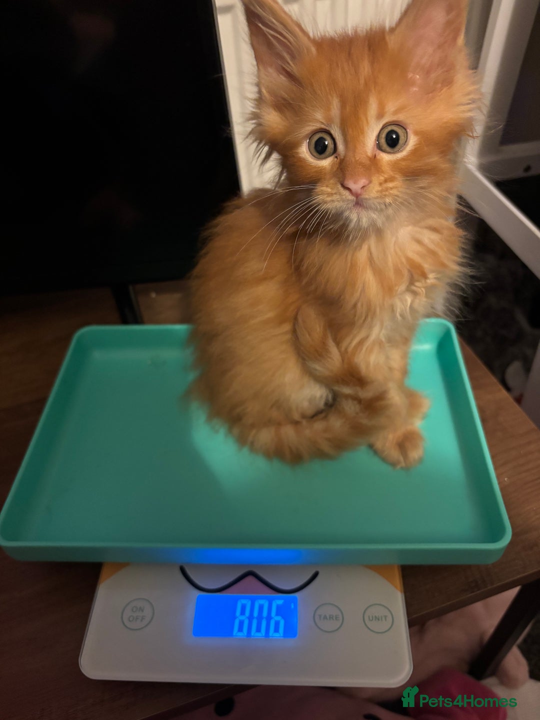 Maine Coon cats for sale: Ginger / tri colour pure Maine coon kittens  - Image 4