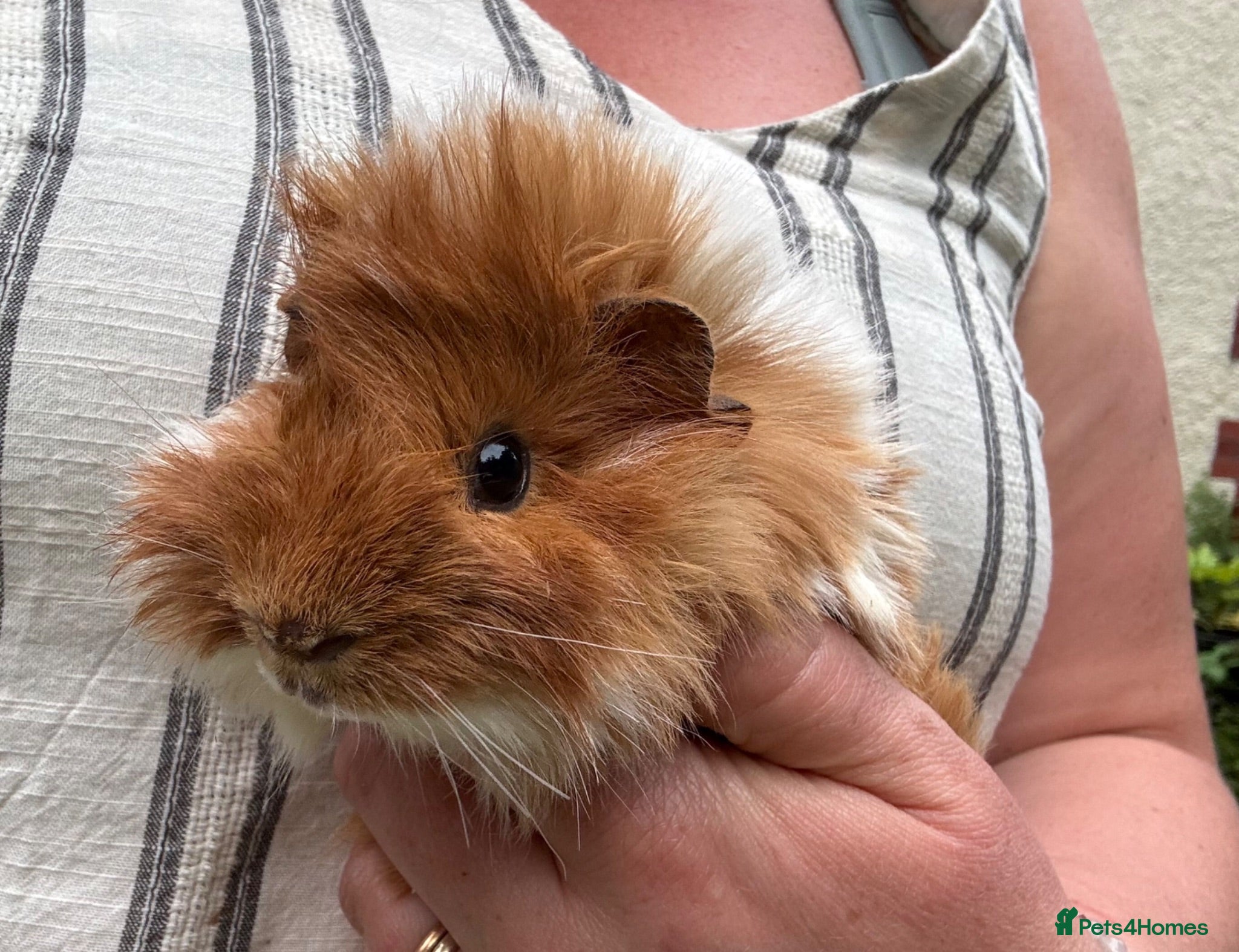 Guinea Pig rodents Make Guinea pigs  - Advert 1