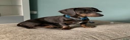 Dachshund dogs for stud: Blue Dachhund Proven Stud & Isabella cream stud, in Swansea - Advert 8