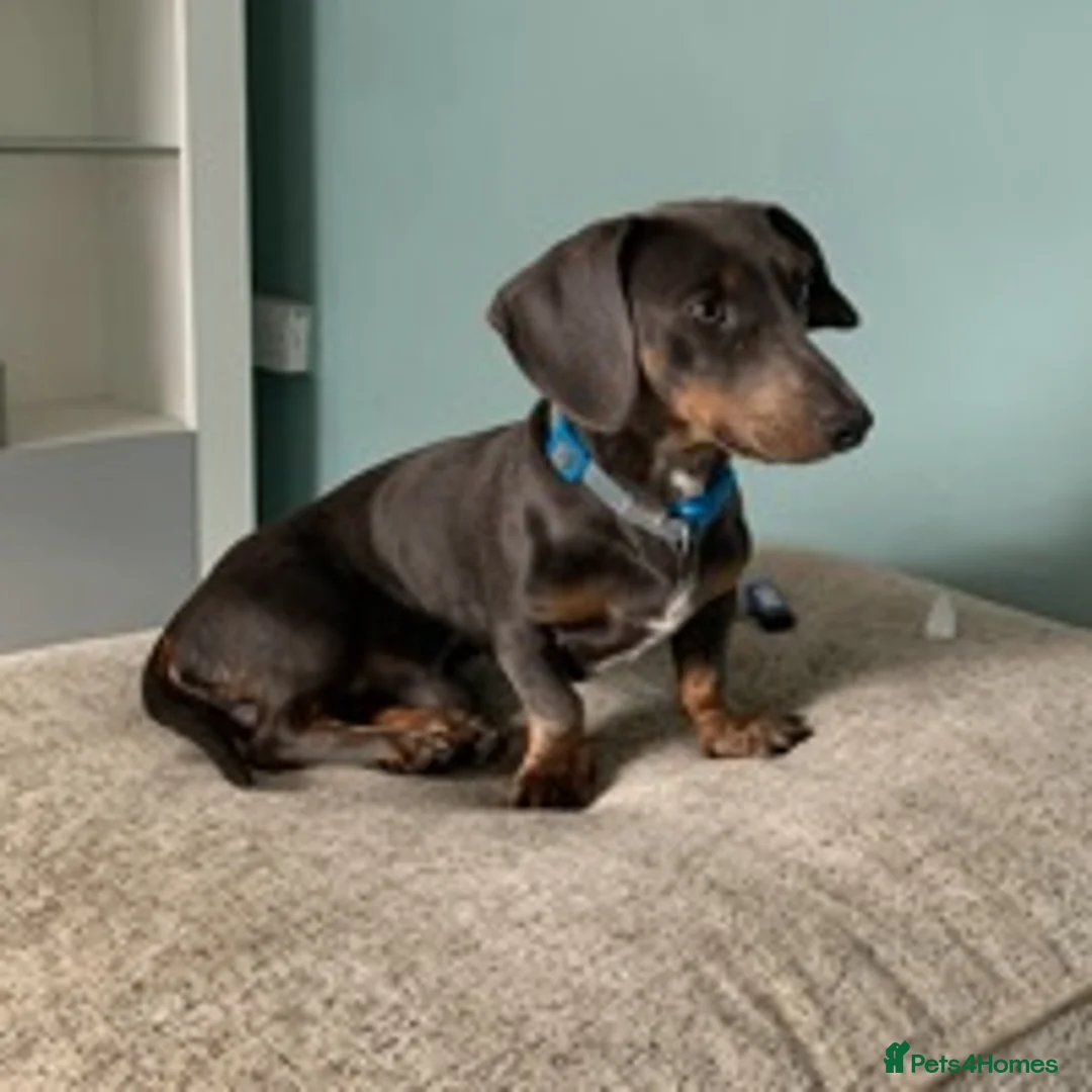 Dachshund dogs for stud: Blue Dachhund Proven Stud & Isabella cream stud, in Swansea - Advert 8