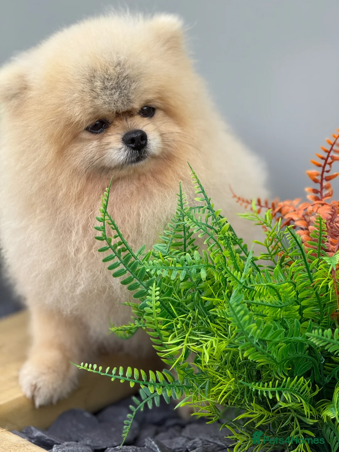 Pomeranian dogs for sale: Stunning Pomeranian Boy  - Advert 2