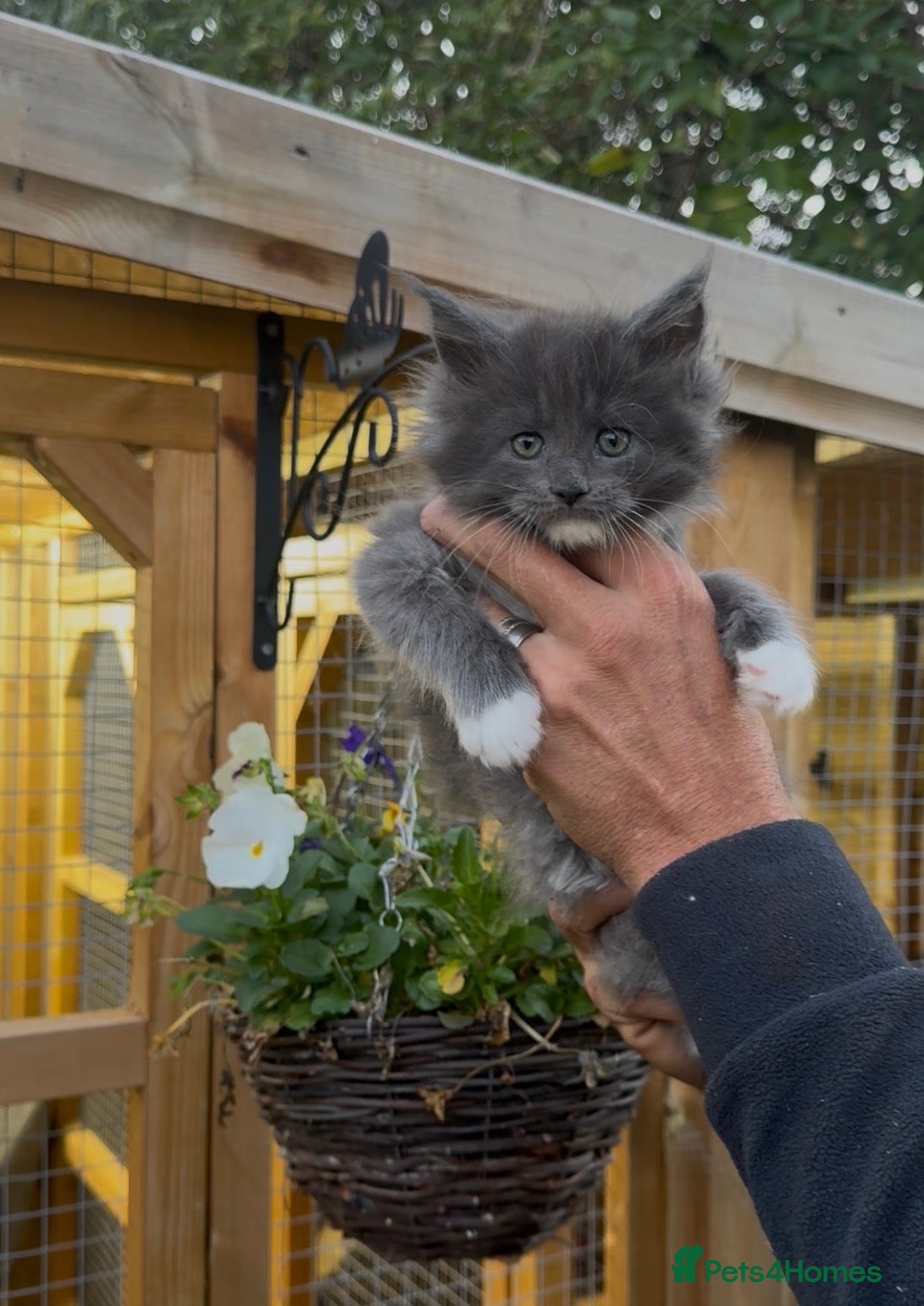 Maine Coon cats  OLISTARS STUD - LICENSED BREEDER  - Advert 2
