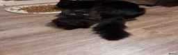 British Longhair cats for sale: Gorgeous,fluffy,mixed breed long haired kittens - Advert 9