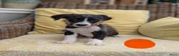Bordoodle dogs for sale: Standard Bordoodle Puppies - Advert 10