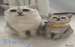 British Shorthair cats for sale: Champion Line Gorgeous BritishShortHair Kittens 🩷 - Image 8