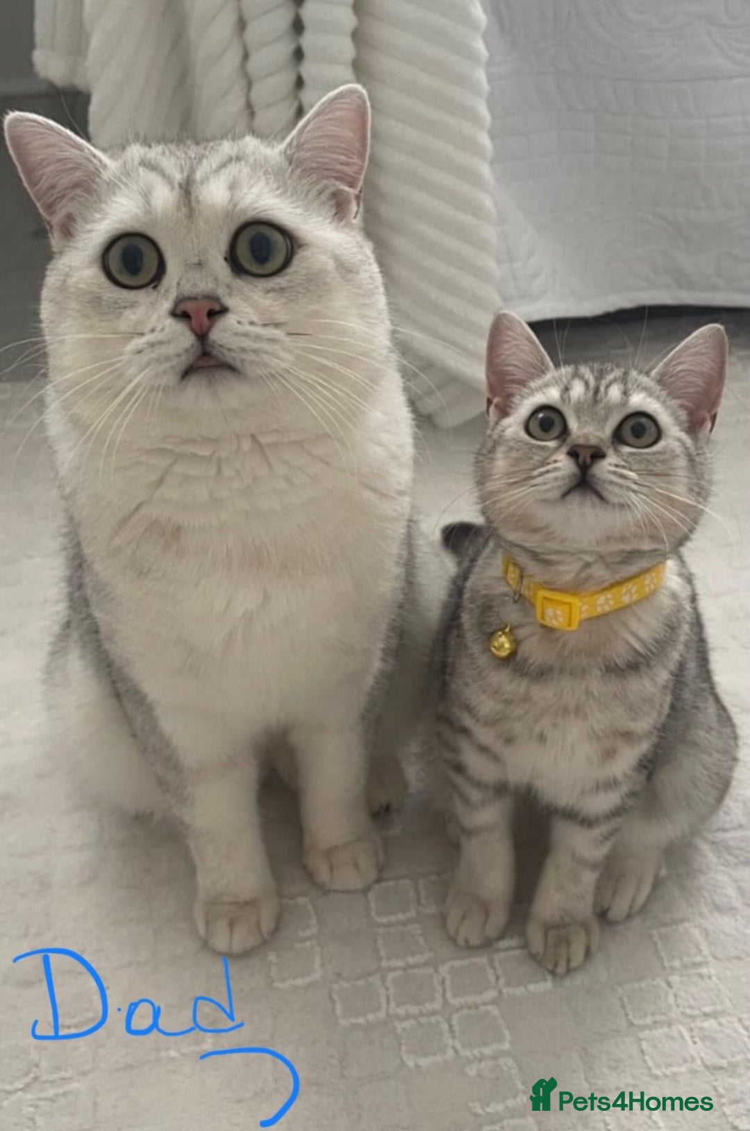 British Shorthair cats for sale: Champion Line Gorgeous BritishShortHair Kittens 🩷 - Image 8