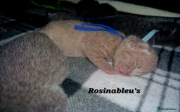 British Shorthair cats for sale:  Gccf British shorthair kittens champion lines 🏆 - Image 24