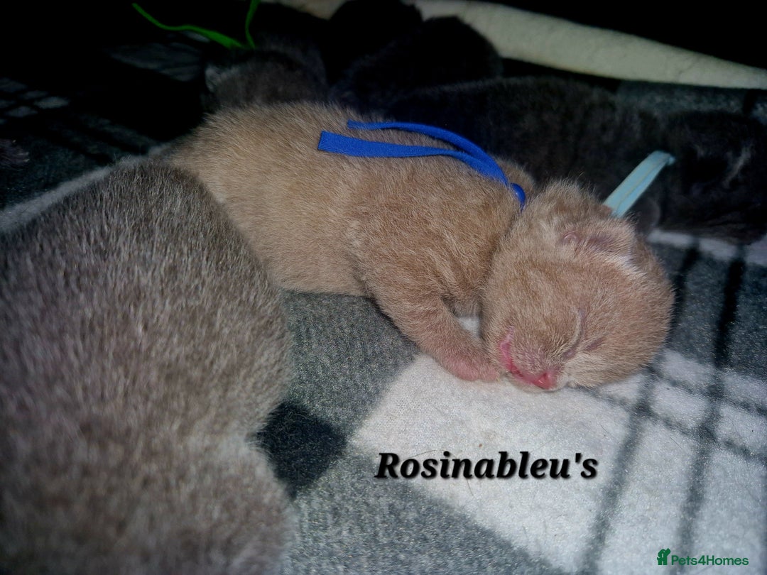 British Shorthair cats for sale:  Gccf British shorthair kittens champion lines 🏆 - Image 24