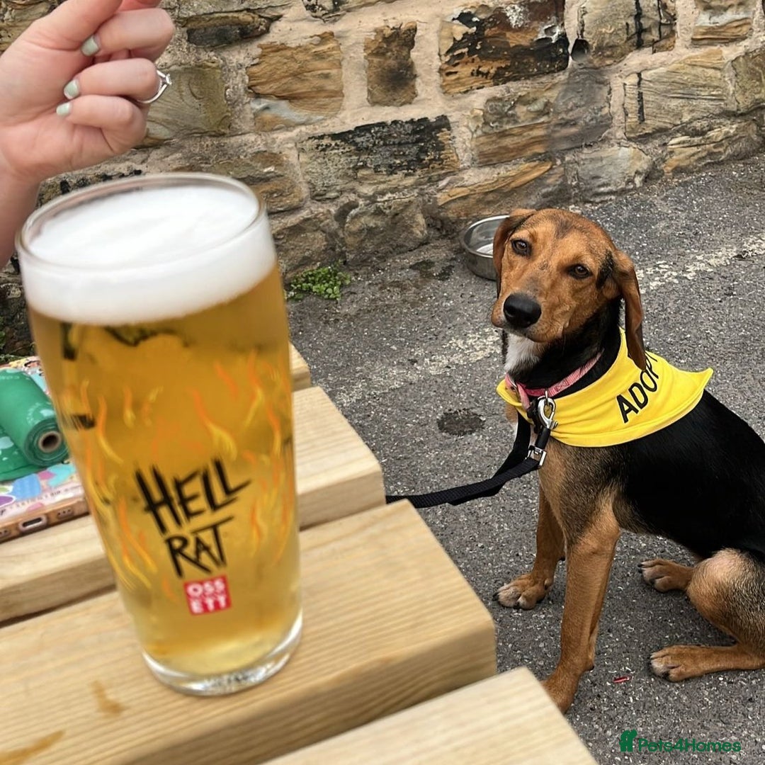 Mixed Breed dogs for adoption: Jilly (Greek Harehound mix) - Image 10