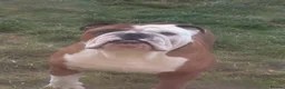 English Bulldog dogs for stud: Red and white English bulldog  in Bathgate - Advert 5
