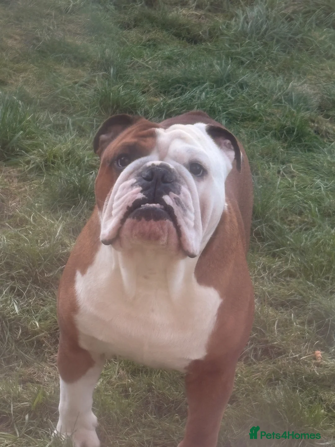 English Bulldog dogs for stud: Red and white English bulldog  in Bathgate - Advert 5