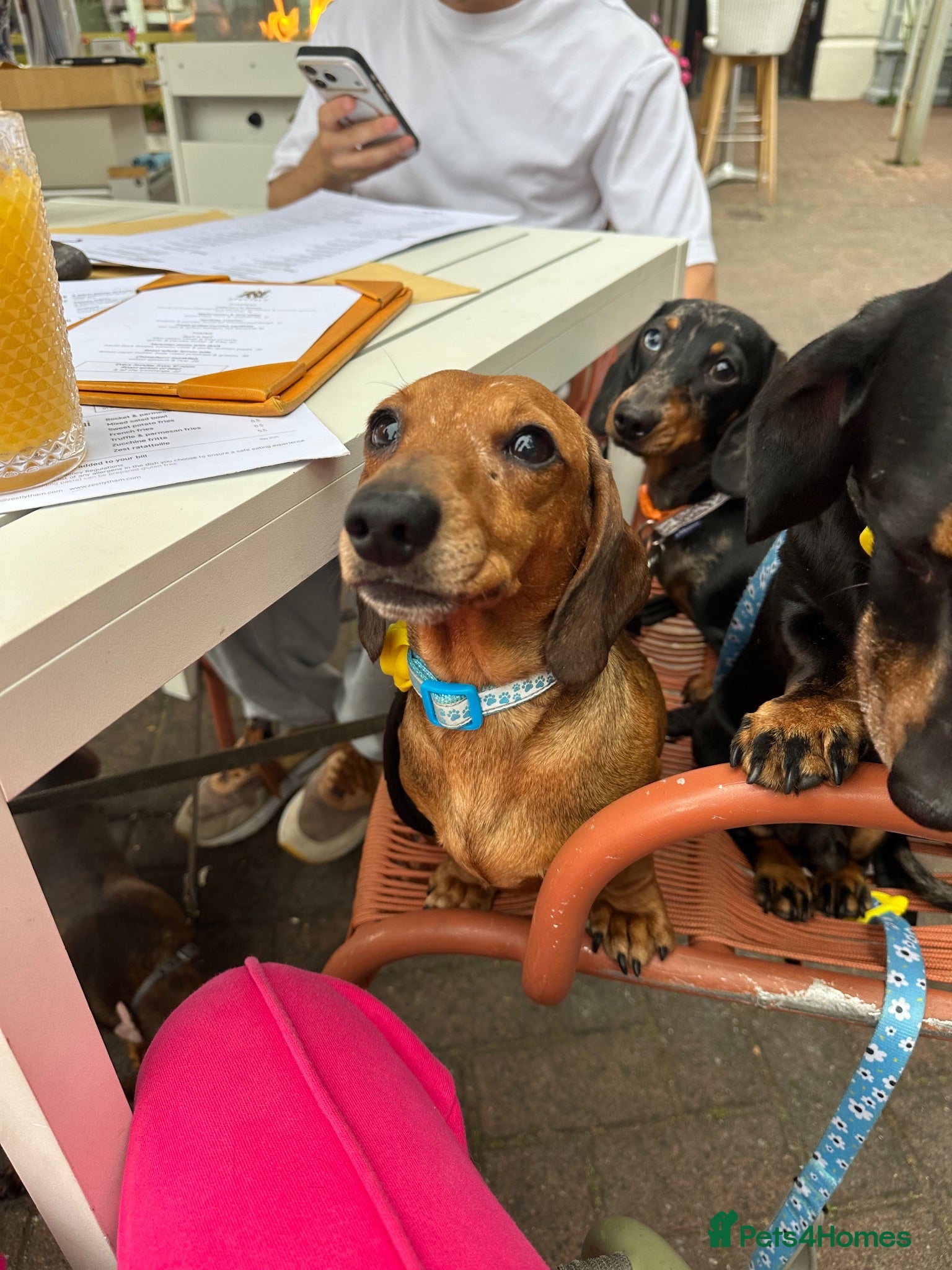 Miniature Dachshund dogs Beautiful Red boy - Advert 4