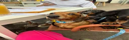 Miniature Dachshund dogs for sale: ⭐️SOLD⭐️Beautiful Red boy - Advert 1