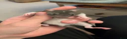 Rat rodents for sale: 12 super tame baby rats with various colours - Advert 11