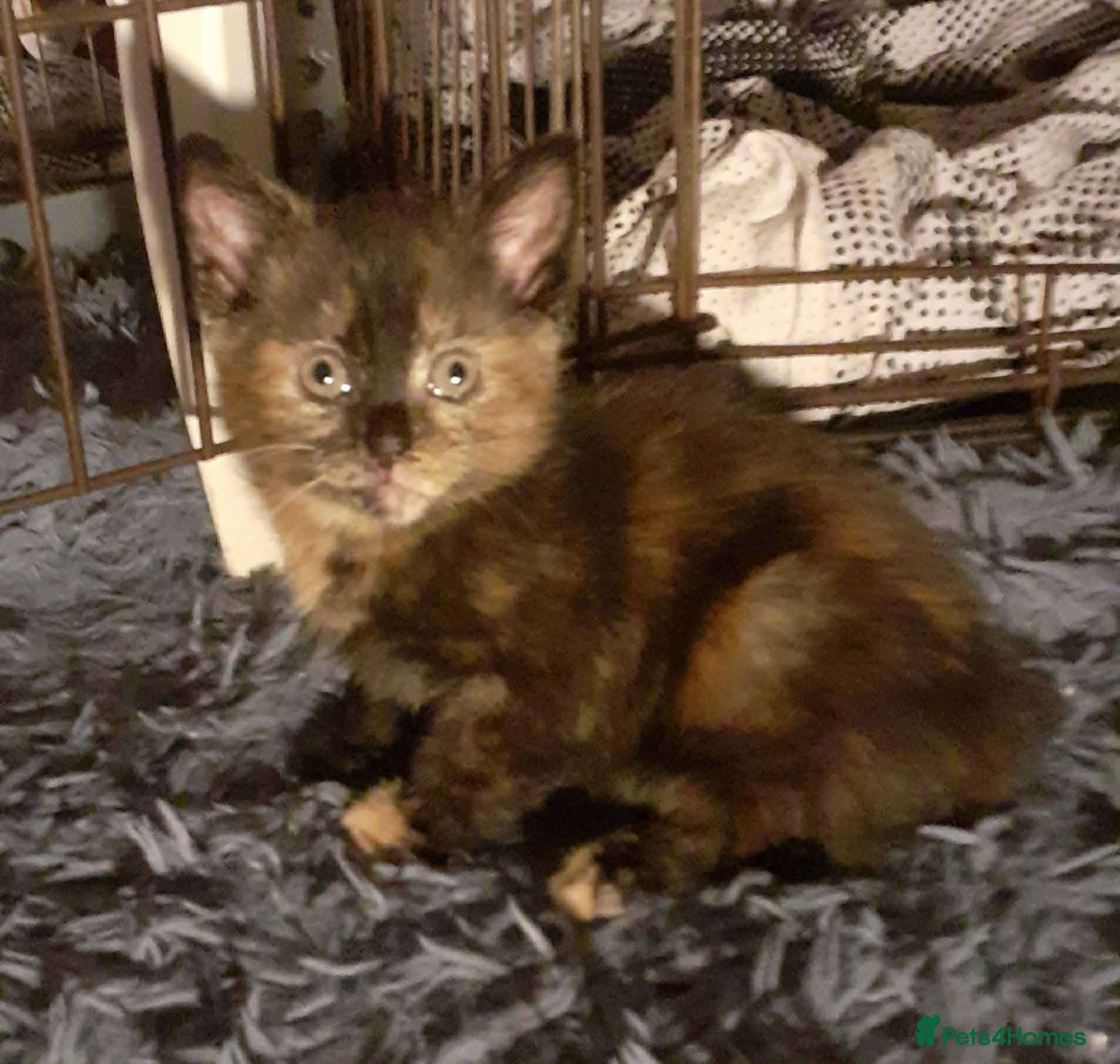 Mixed Breed cats Kittens  - Advert 1