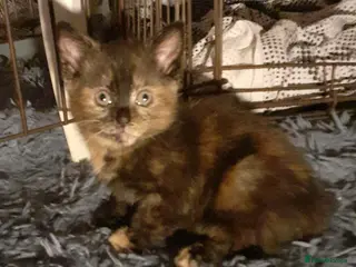 Mixed Breed cats Kittens - Advert 1