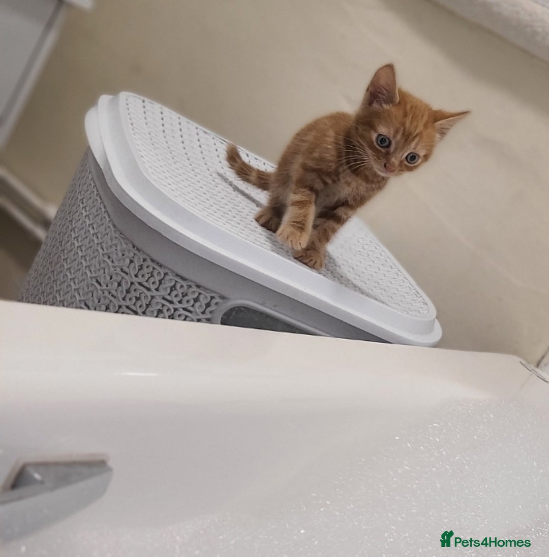 Mixed Breed cats for sale: Ginger tabby kitten  - Advert 2