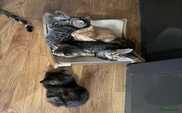 Bengal cats for sale: Gorgeous Bengal / Persian X kittens - Image 3