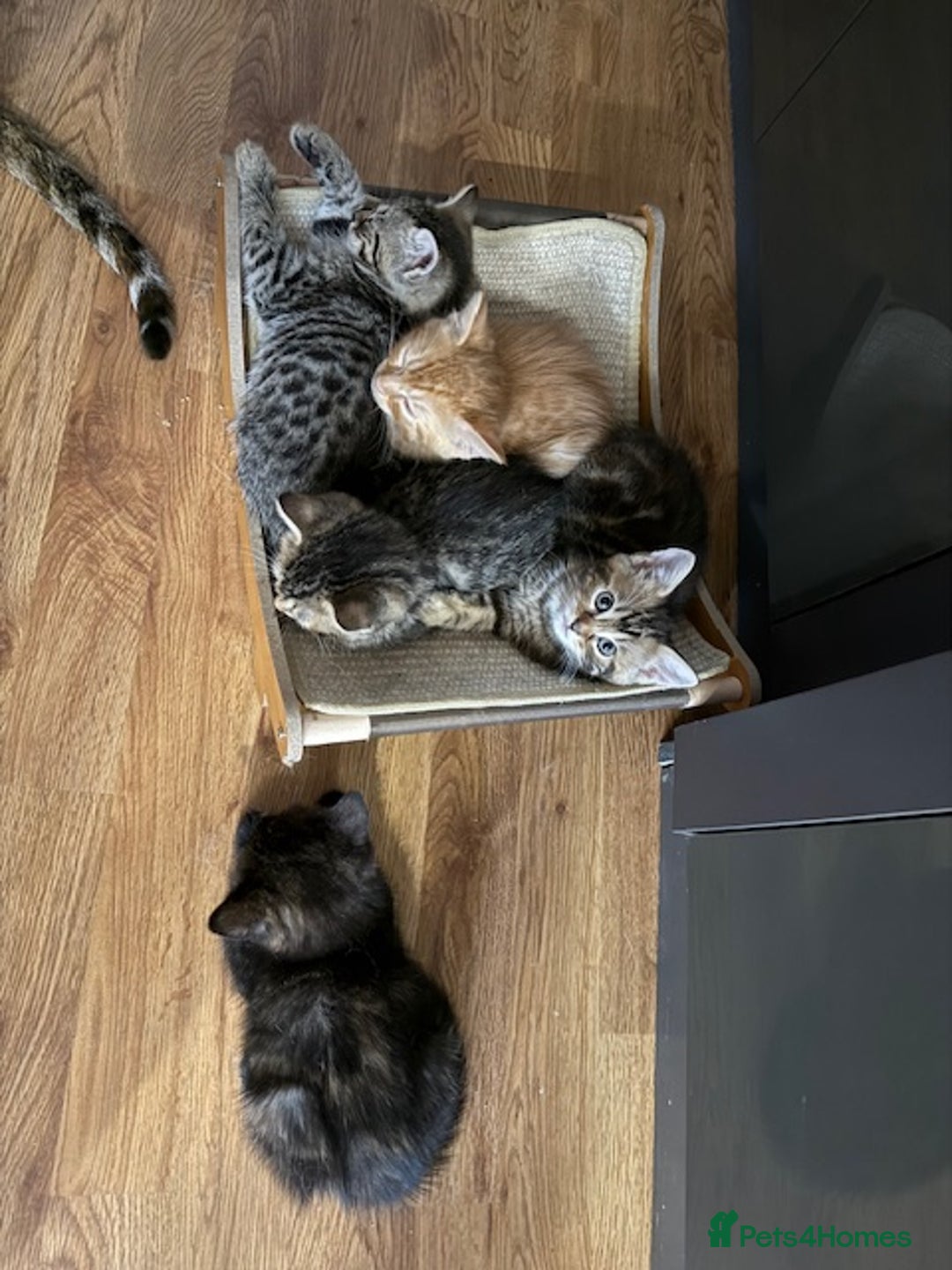 Bengal cats for sale: Gorgeous Bengal / Persian X kittens - Image 3