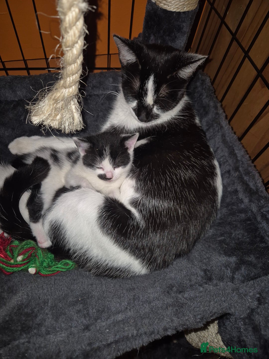 Mixed Breed cats for sale: Beautiful mix breed letter - Advert 1