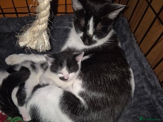 Mixed Breed cats Beautiful mix breed letter - Advert 1