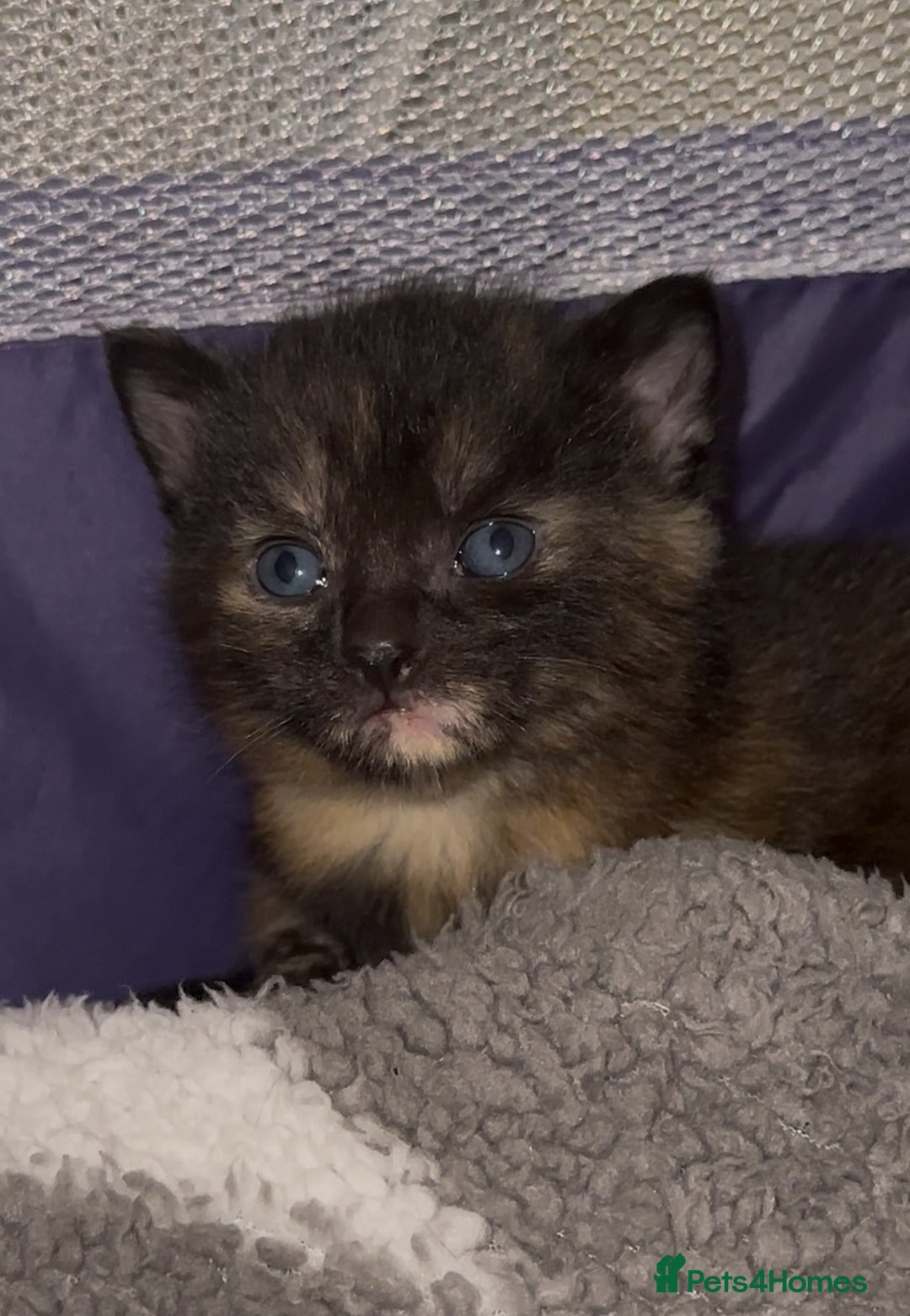 Mixed Breed cats for sale: 3 adorable mixed kittens – 2 females, 1 male - Image 10