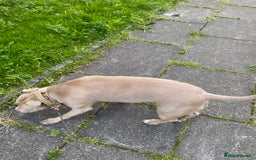 American Bully dogs for sale: Dog sale - Image 7