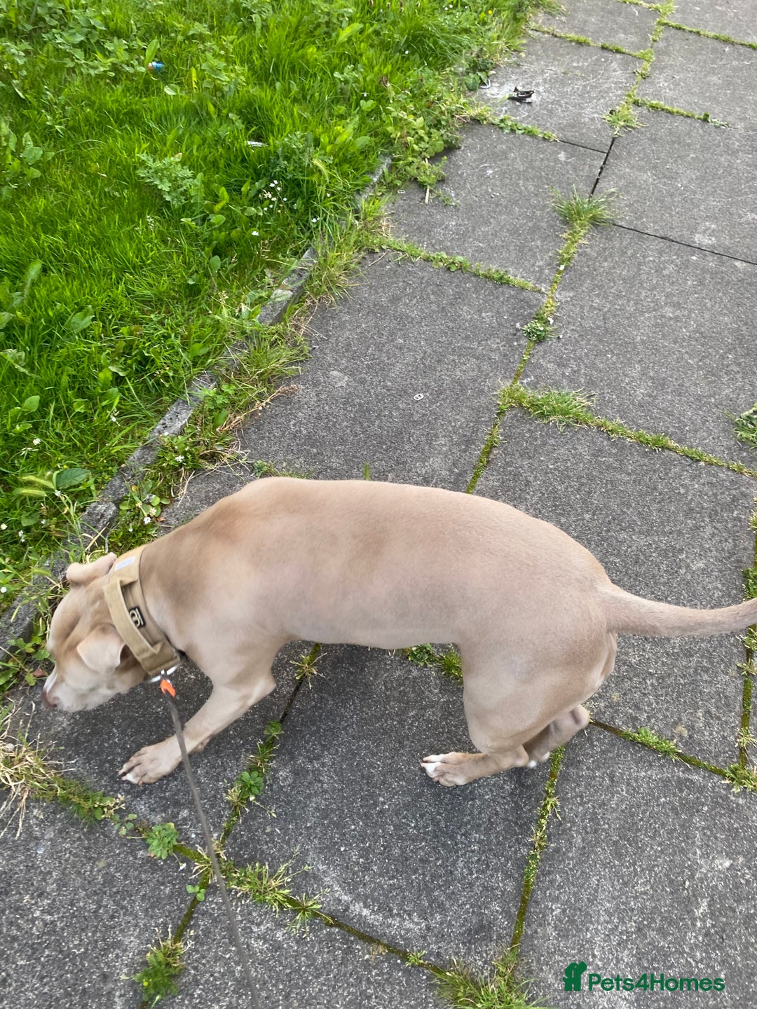 American Bully dogs for sale: Dog sale - Image 7