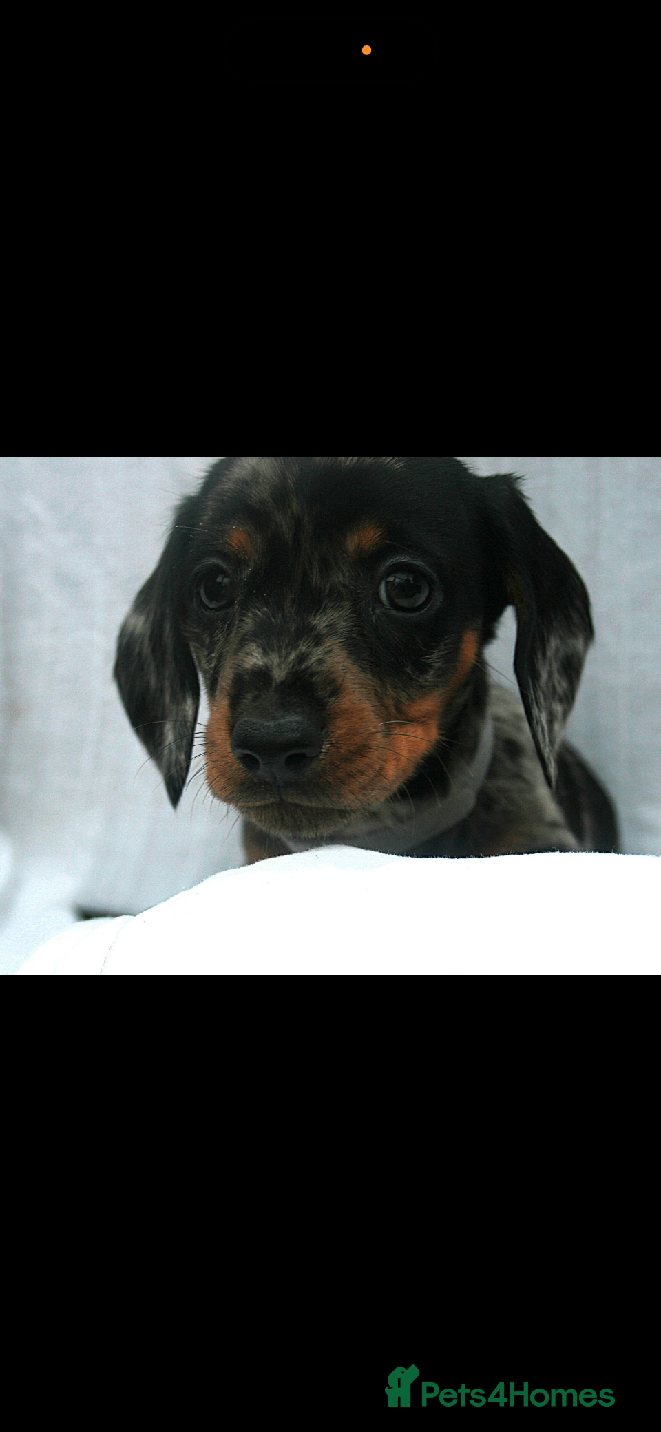 Dachshund dogs Beautiful Mini/Standard Dachshund Puppies – Ready  - Advert 1