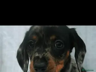 Dachshund dogs Beautiful Mini/Standard Dachshund Puppies – Ready - Advert 15