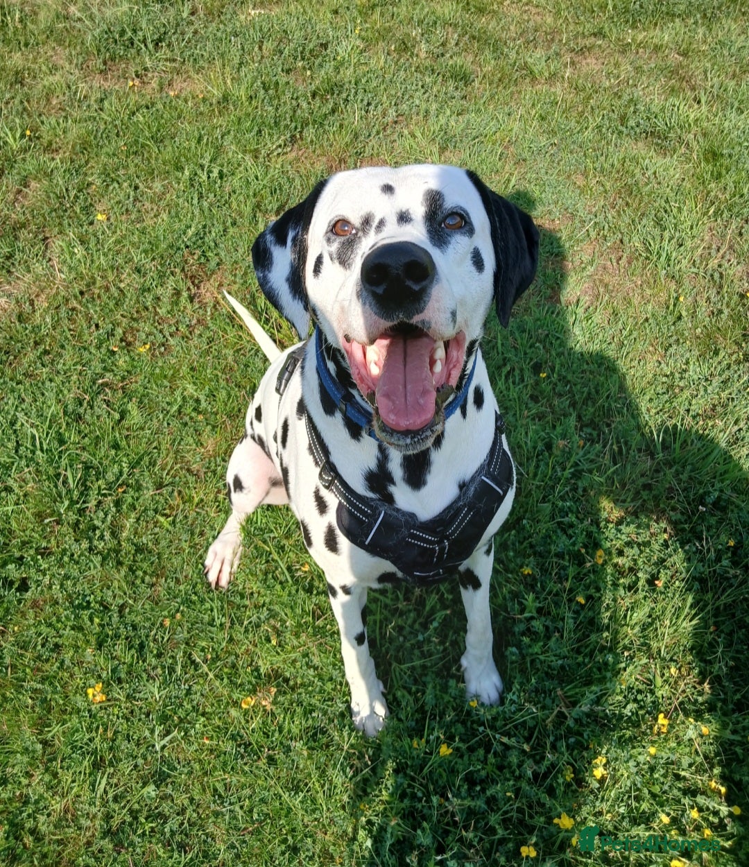Dalmatian dogs for sale: Pedigree Dalmatian Puppies - Image 2