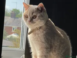 British Shorthair cats British shorthair - Advert 8