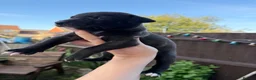 Mixed Breed dogs for sale: Staffordshire Bull Terrier × Whippet Puppies in Peterborough - Advert 22