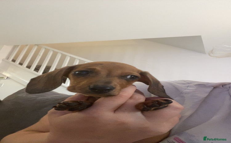 Dachshund dogs - Advert 3