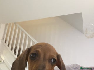 Dachshund dogs - Advert 5