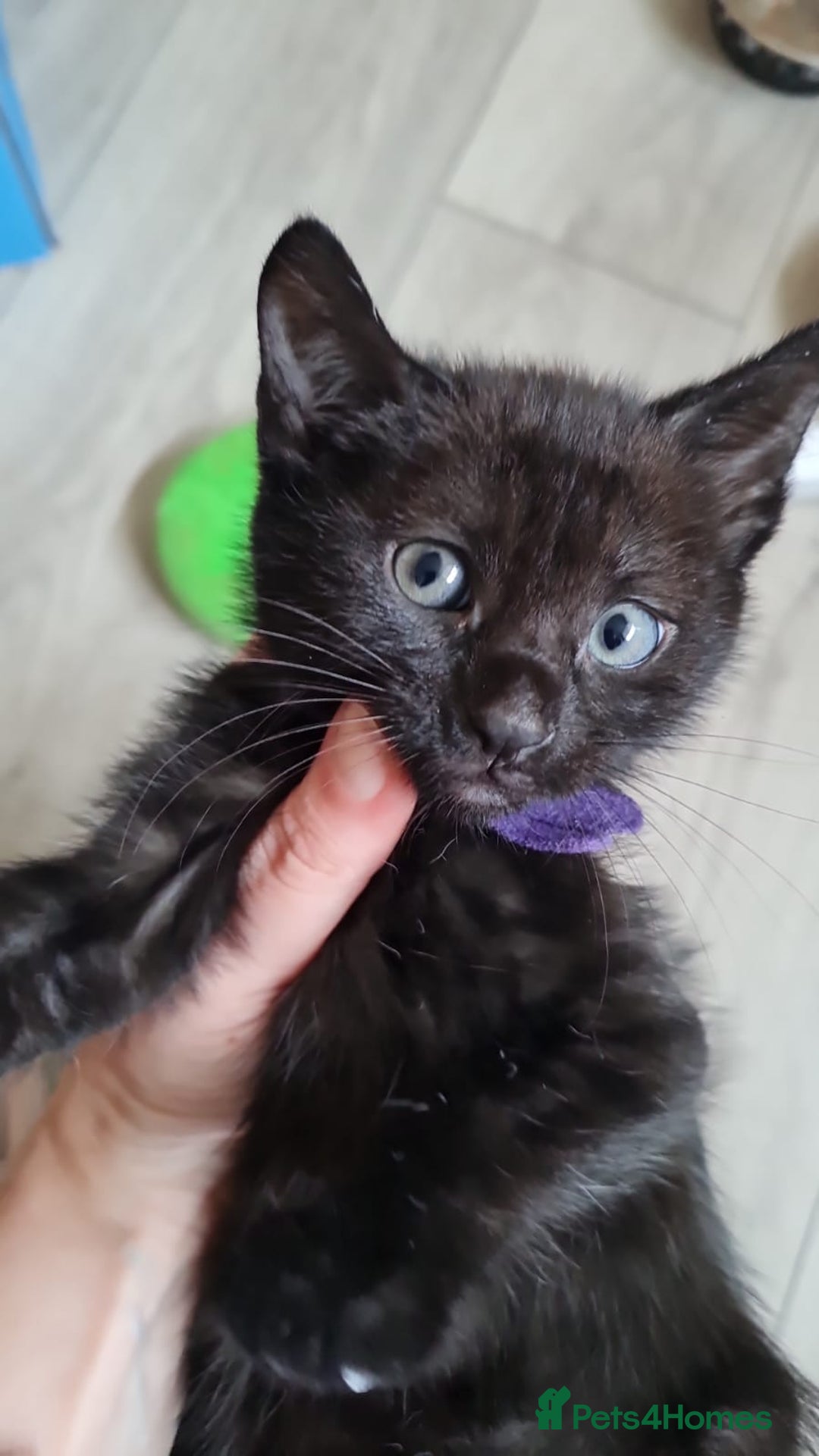 Mixed Breed cats for sale: 6 lovely devils are urgently looking for a human - Image 8
