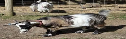 Goats livestock for sale: 2x Pygmy Goats Wether and Nanny - Advert 6