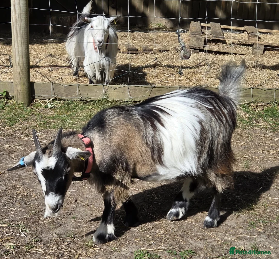 Goats livestock for sale: 2x Pygmy Goats Wether and Nanny - Advert 6