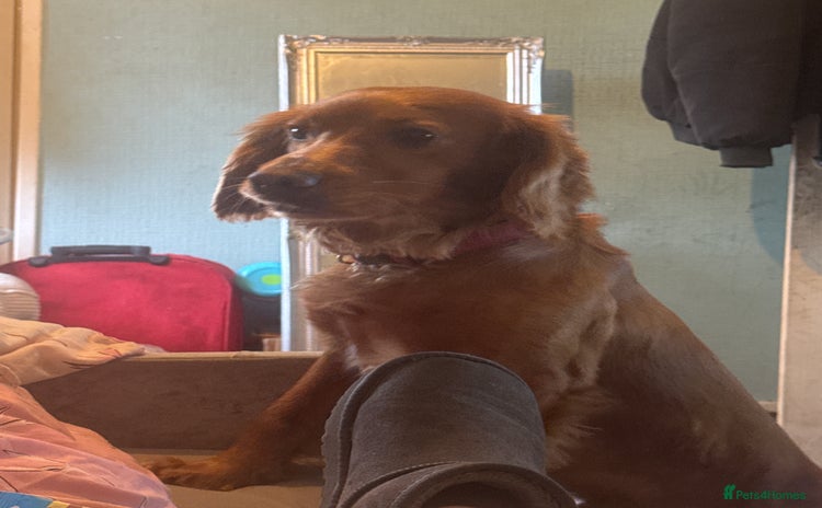 Cocker Spaniel dogs - Advert 14