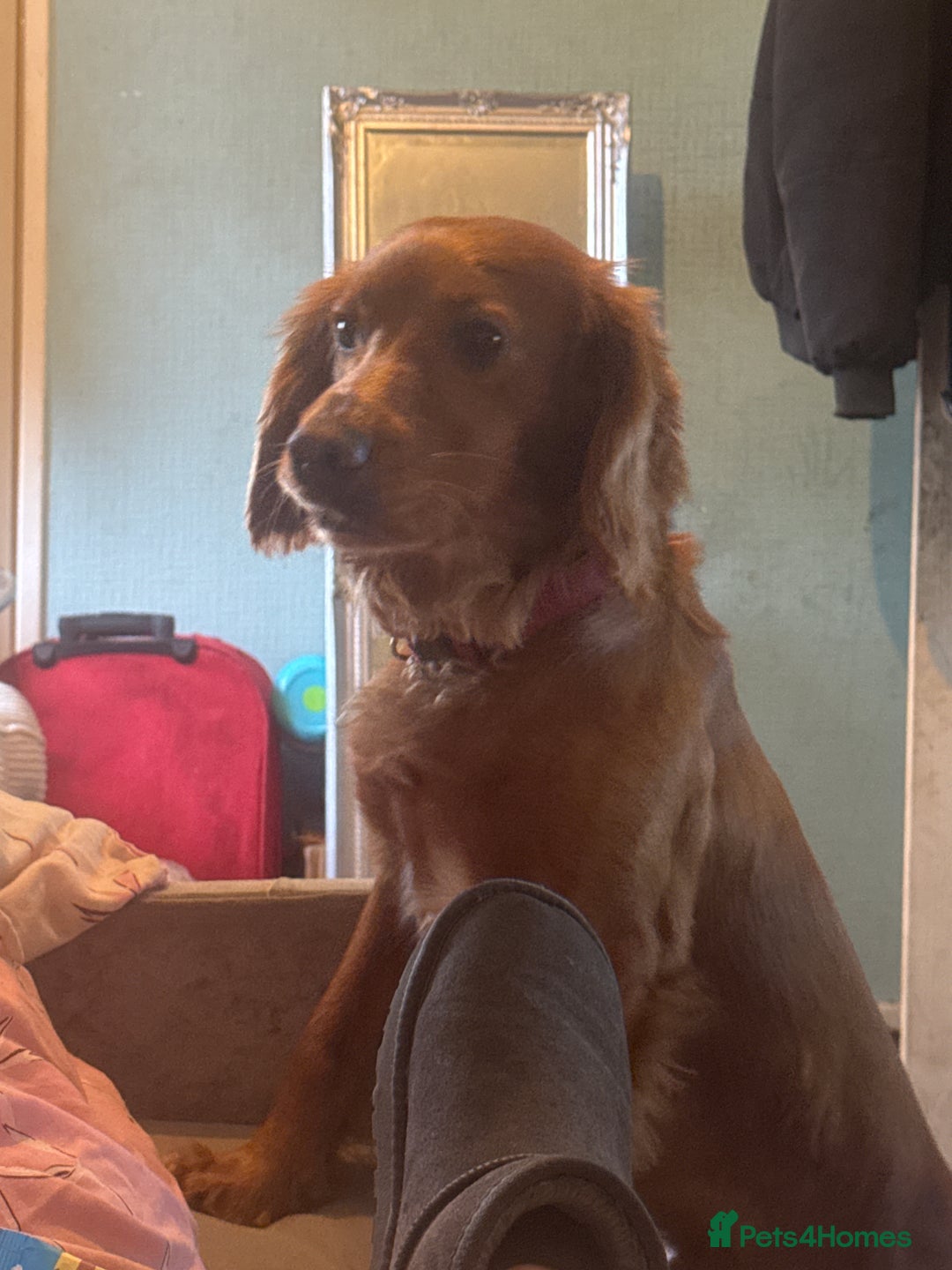 Cocker Spaniel dogs for sale: Cocker spaniel  - Image 1