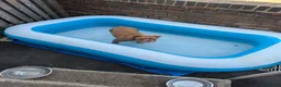 Mixed Breed dogs for sale: Beautiful old-tym English bulldog - Advert 2