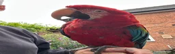 Macaws birds for sale: Green wing macaw  - Advert 7