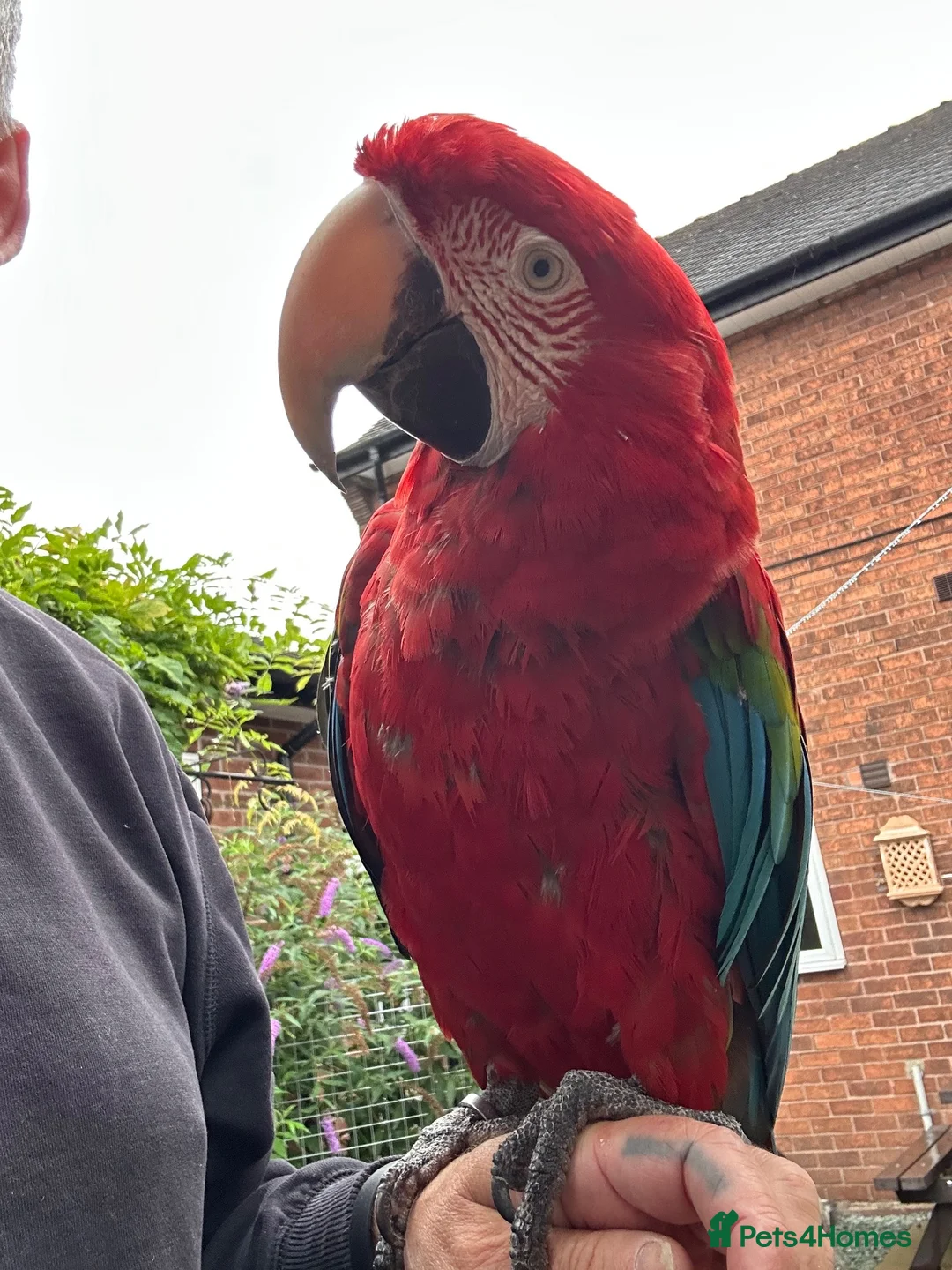 Macaws birds for sale: Green wing macaw  - Advert 7