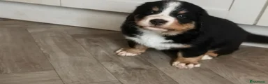 Bernese Mountain Dog 1
