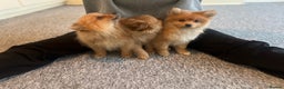 Mixed Breed dogs for sale: The cutest Pups: German & Japanese Pomeranian - Advert 34