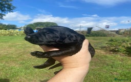 Aussiedoodle dogs for sale: Gorgeous Aussie Doodle Pups - Image 23