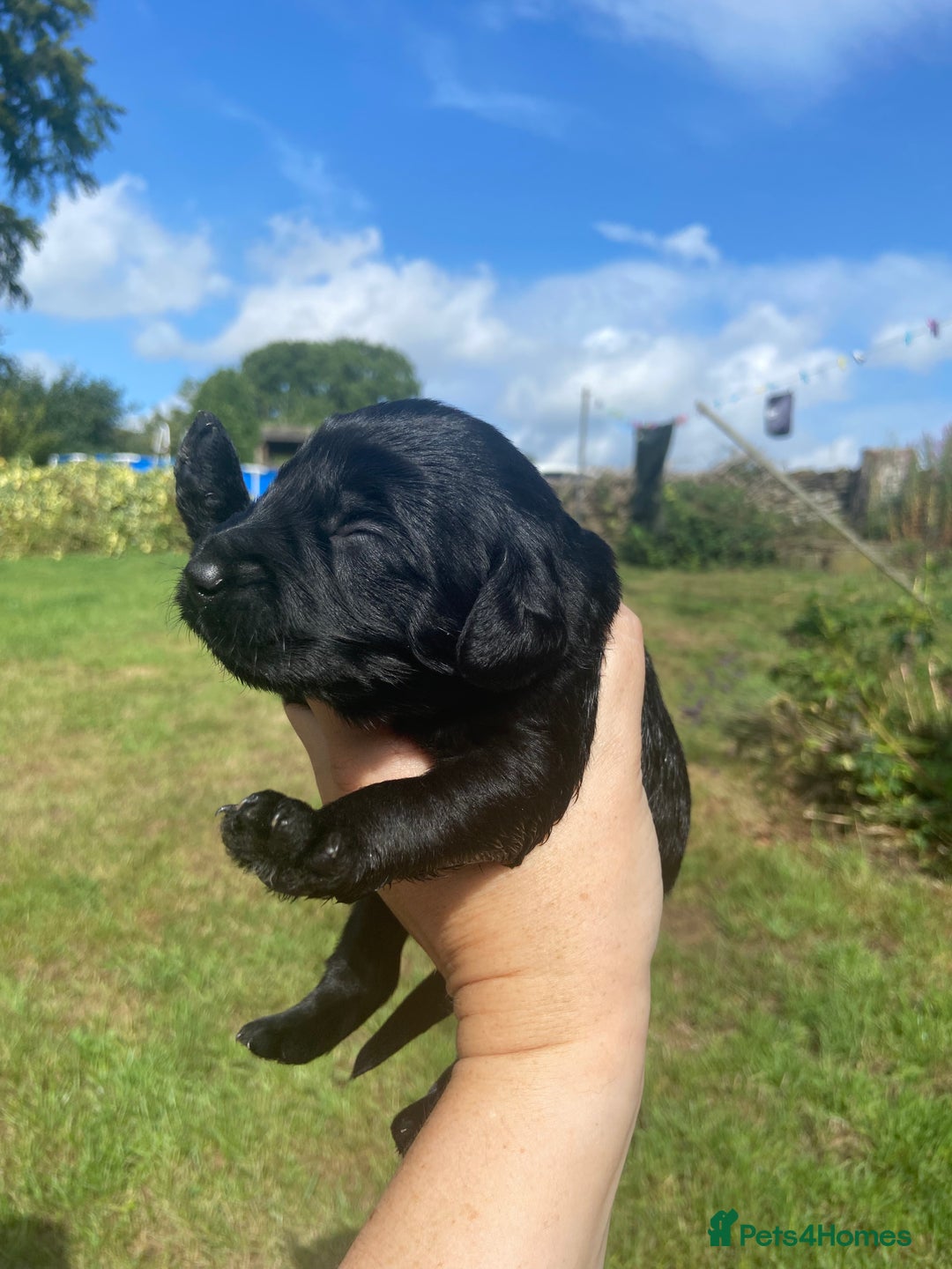 Aussiedoodle dogs for sale: Gorgeous Aussie Doodle Pups - Image 23