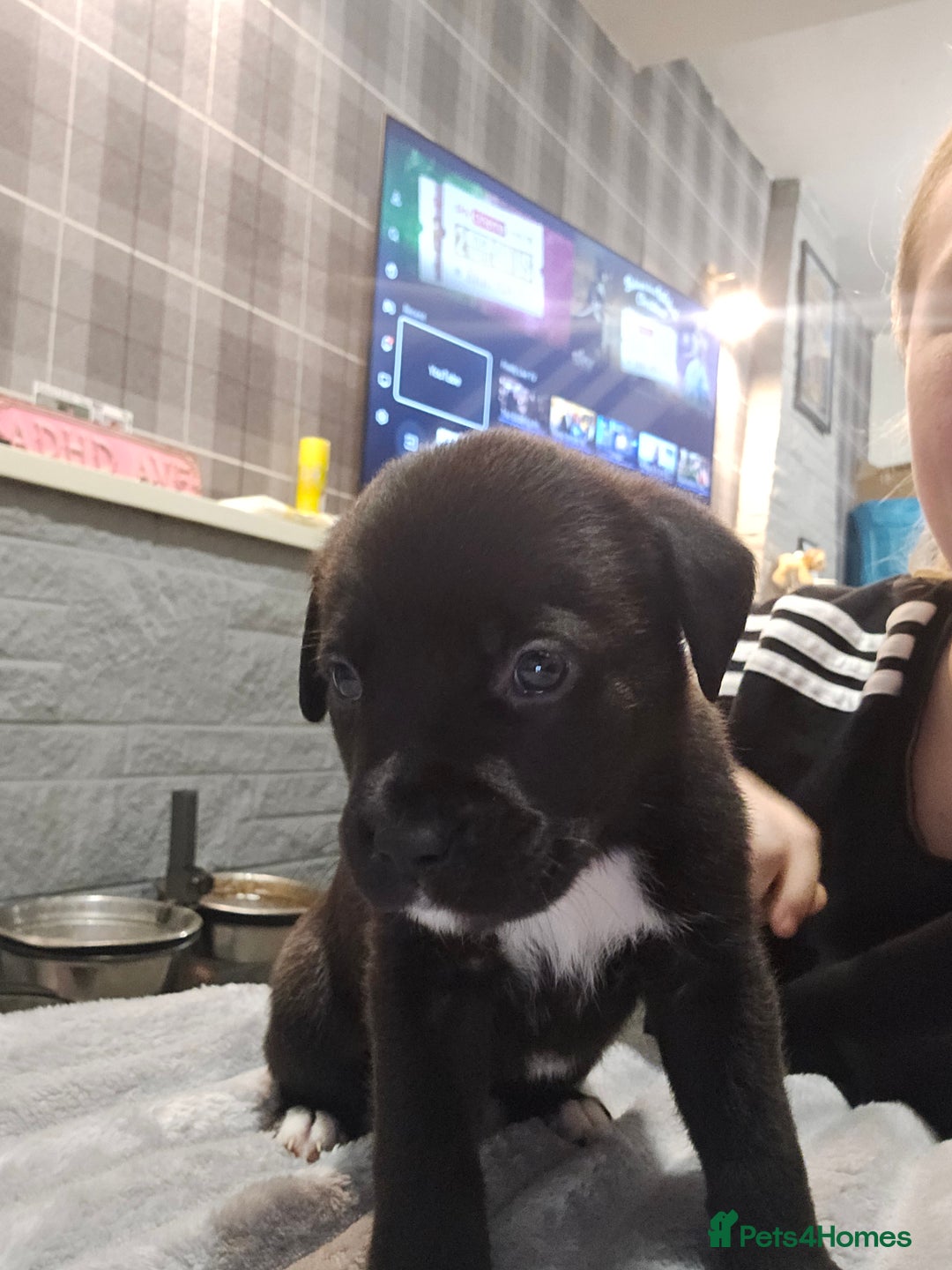 Mixed Breed dogs for sale: Staffy x Japanese akitas and cane corso pups - Advert 2